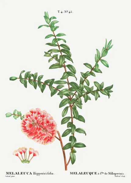 Redouté Kırmızı Melaleuca Çiçeği