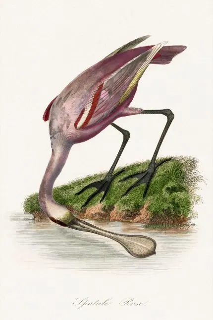 Pembe Kaşıkçı Kuşu Botanik