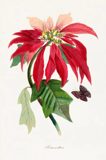 Poinsettia Botanik Çizim