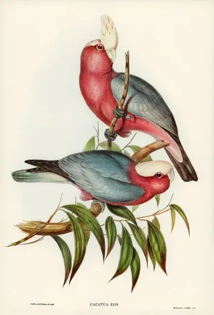 Elizabeth Gould Pembe Kakadu