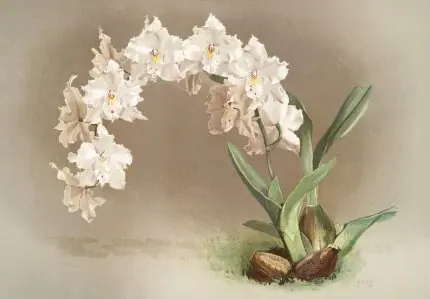 Beyaz Orkide Dalı