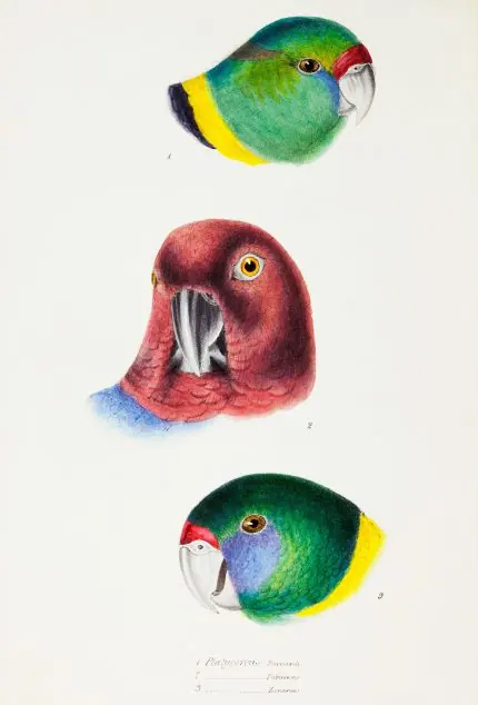 John Gould