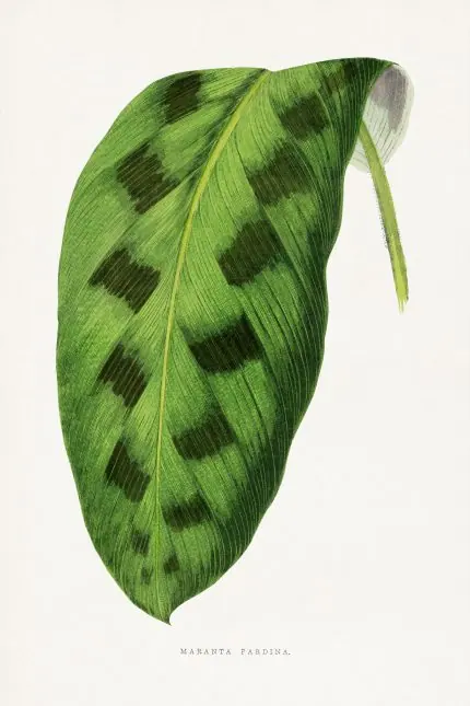 Benekli Maranta Yaprağı