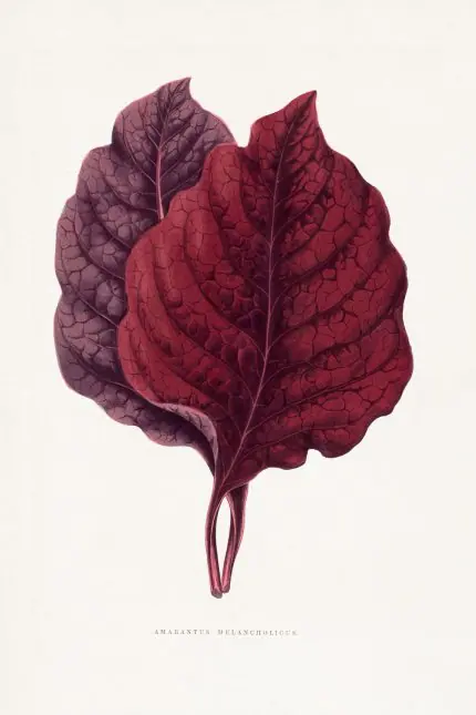 Bordo Amarant Yaprakları