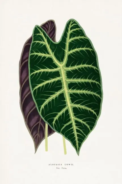 Alocasia Beyaz Damarlı Yaprak
