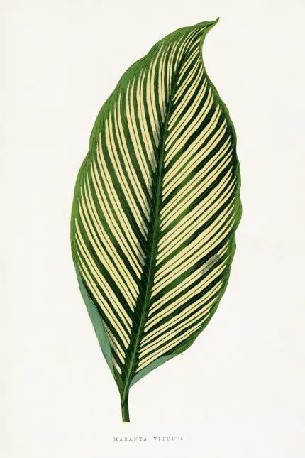 Çizgili Maranta Yaprağı