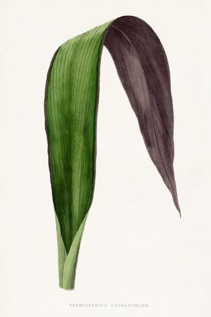 Tradescantia Mor Yaprak