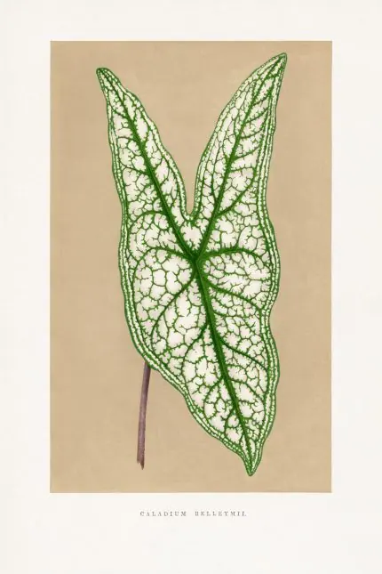 Caladium Beyaz Yaprak Botaniği