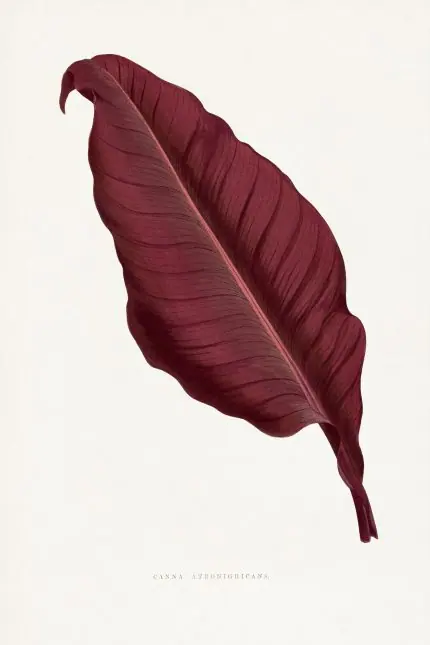 Bordo Kanna Yaprağı