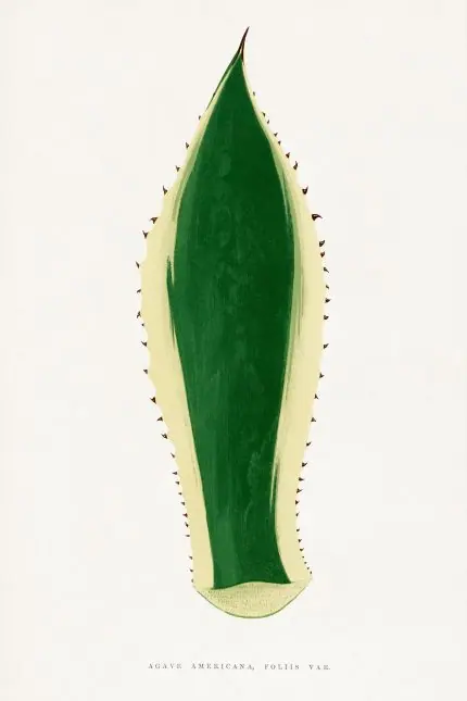 Agave Yaprağı Botanik Çizim