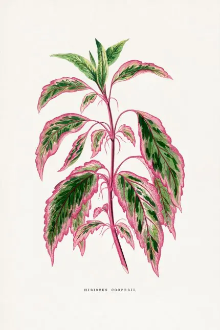 Pembe Yeşil Hibiskus Yaprakları