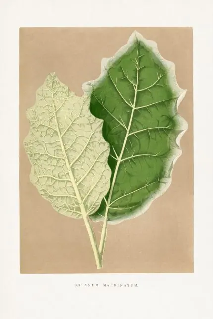 Solanum Yaprak İkilisi