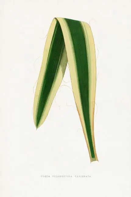 Alacalı Yucca Yaprağı