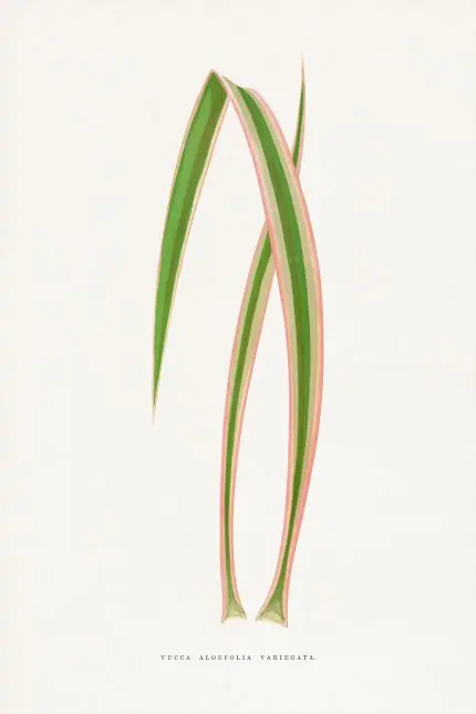 Pembe Çizgili Yucca Yaprakları